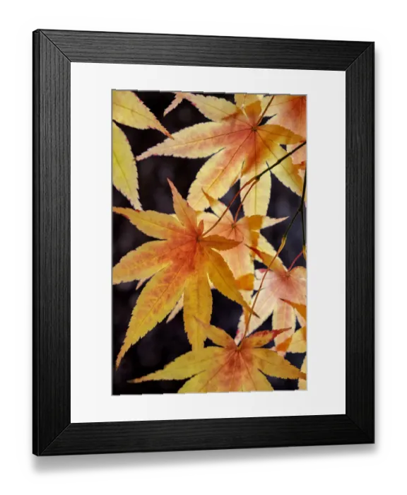 Framed Print : Japanese maple tree in autumn, New England