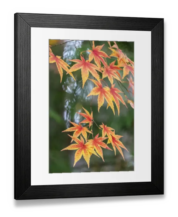 Framed Print : Japanese maple tree in autumn, New England