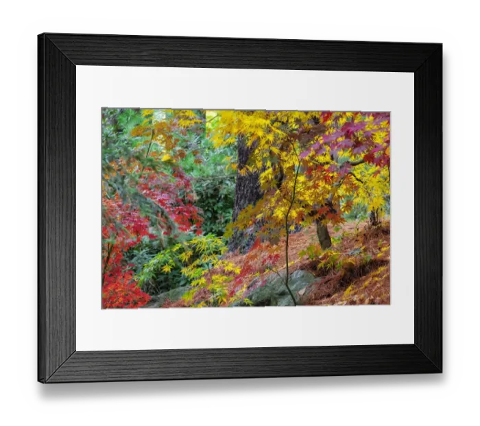 Framed Print : Japanese maple tree in autumn, New England Framed Print : Japanese maple tree in autumn, New England