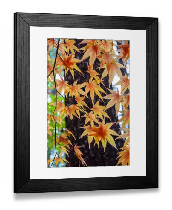 Framed Print : Japanese maple tree in autumn, New England