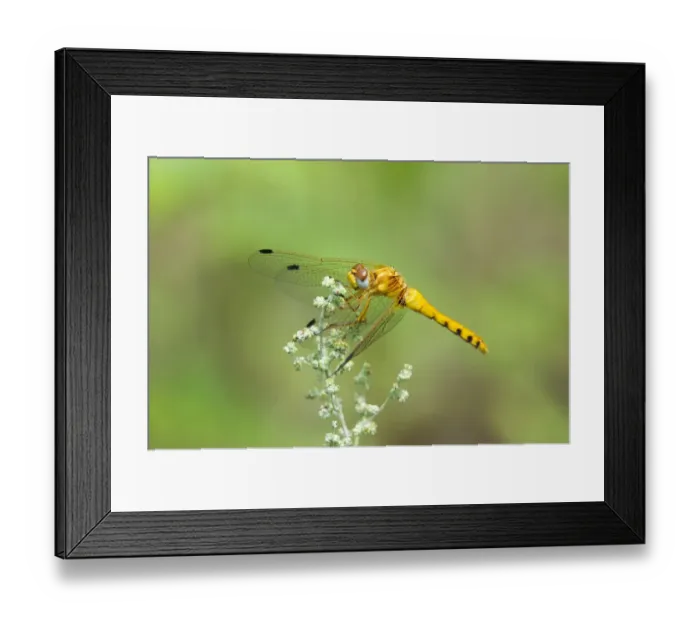 Framed Print : USA, Arizona, Las Cienegas State Natural Area. Female spot-winged meadowhawk dragonfly on wildflower Framed Print : USA, Arizona, Las Cienegas State Natural Area. Female spot-winged meadowhawk dragonfly on wildflower