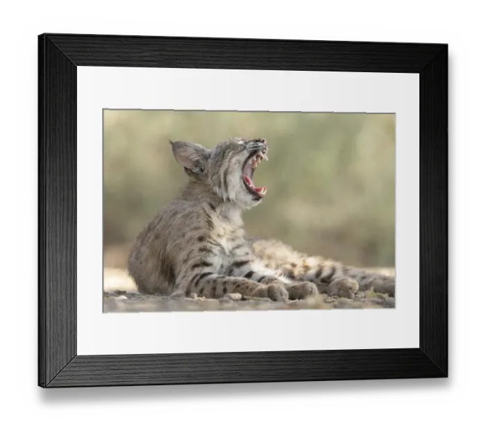 Framed Print : USA, Arizona. Close-up of female bobcat yawning. A female Bobcat relaxes in a riparian zone in southern Arizona Framed Print : USA, Arizona. Close-up of female bobcat yawning. A female Bobcat relaxes in a riparian zone in southern Arizona
