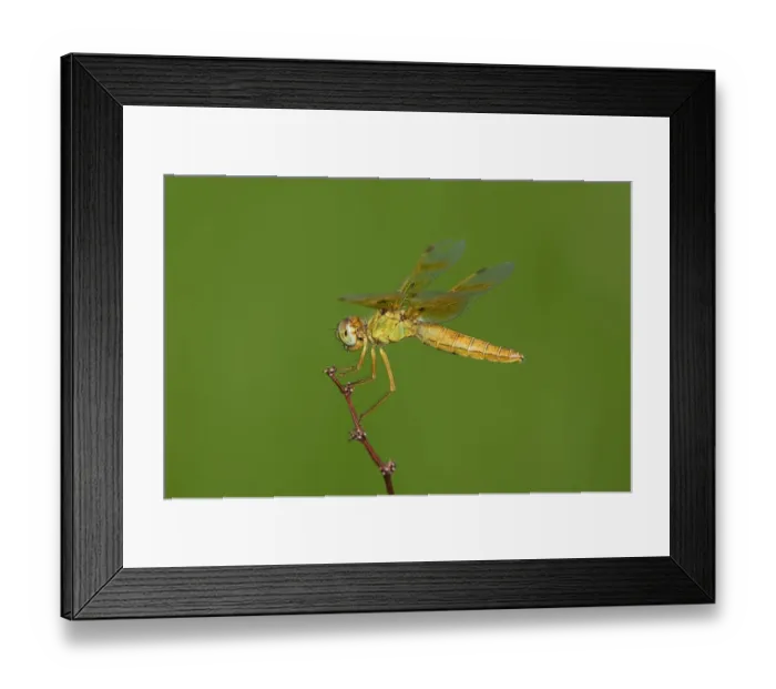 Framed Print : USA, Arizona, Havasu National Wildlife Refuge. Female Mexican amberwing dragonfly on stem