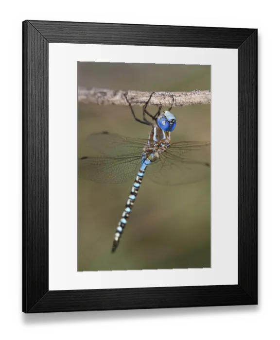 Framed Print : USA, Arizona, Havasu National Wildlife Refuge. Male blue-eyed darner dragonfly on limb Framed Print : USA, Arizona, Havasu National Wildlife Refuge. Male blue-eyed darner dragonfly on limb