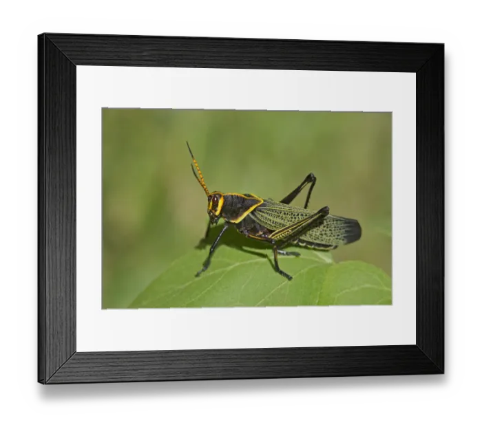 Framed Print : USA, Arizona, Lake Patagonia State Park. Horse lubber grasshopper on leaf Framed Print : USA, Arizona, Lake Patagonia State Park. Horse lubber grasshopper on leaf