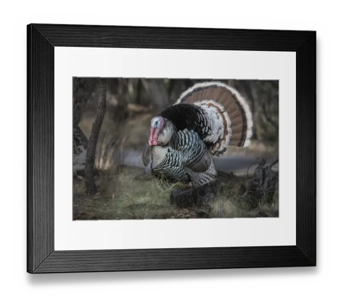Framed Print : USA, Arizona, Ramsey Canyon. Male Goulds turkey close-up