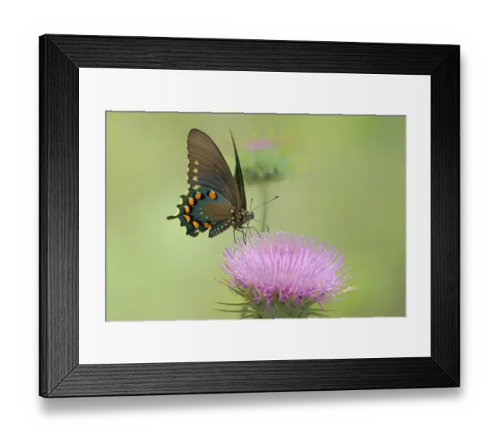 Framed Print : USA, Arizona, Las Cienegas Natural Conservation Area. Pipevine swallowtail butterfly feeds on desert thistle flower