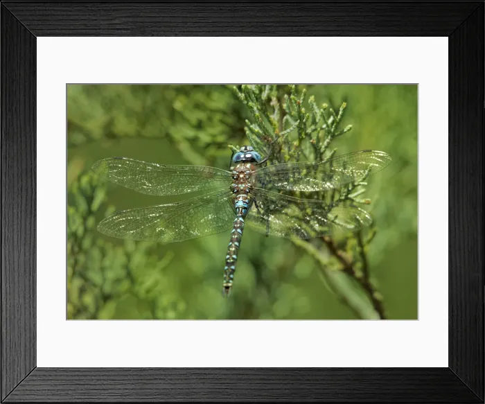 Framed Print : USA, Arizona, Scotia Canyon. Male arroyo darner on tree branch