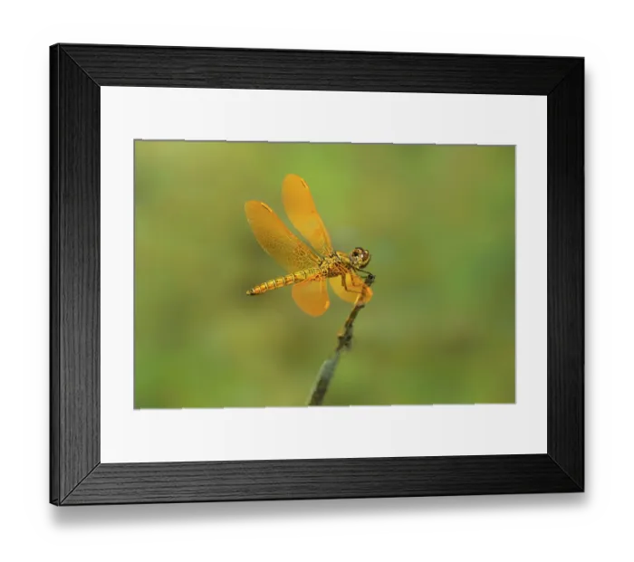 Framed Print : USA, Arizona, Parker Canyon Lake. Male Mexican amberwing dragonfly on twig