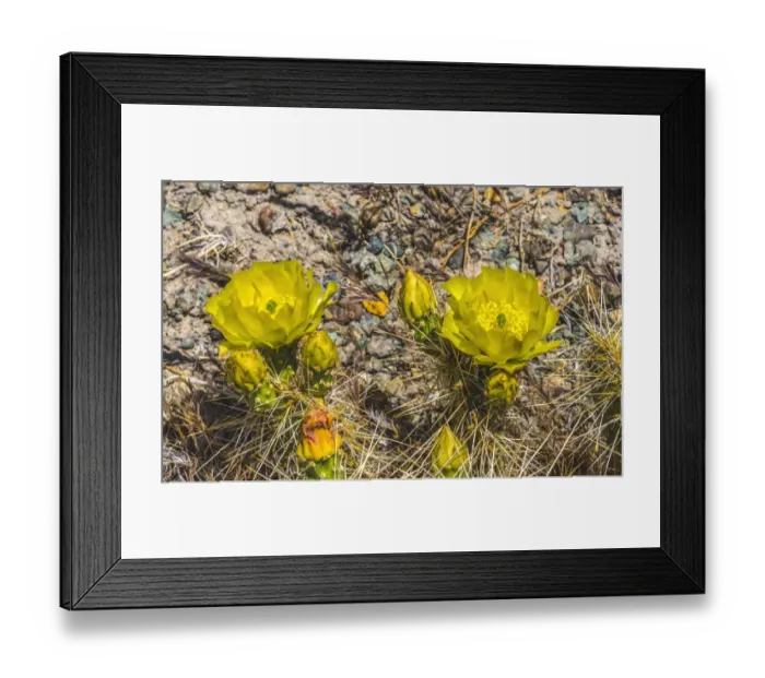 Framed Print : Prickly pear cactus blooming, Petrified Forest National Park, Arizona Framed Print : Prickly pear cactus blooming, Petrified Forest National Park, Arizona