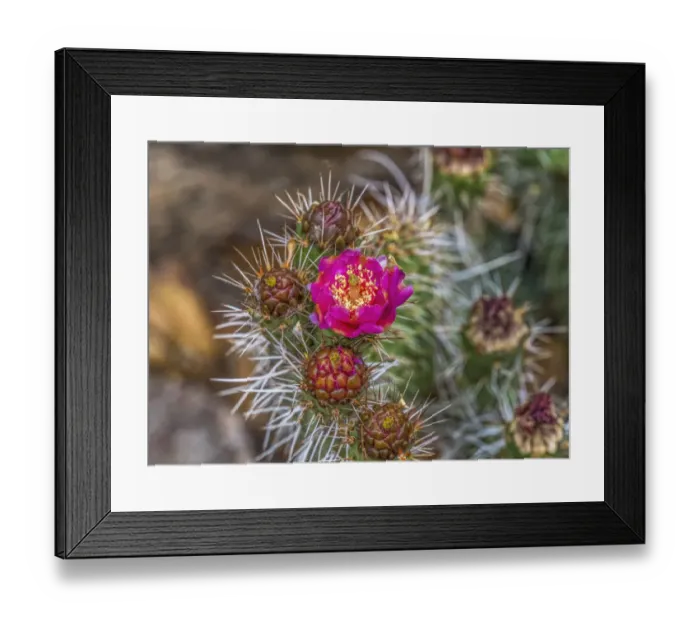 Framed Print : Pink blossom, Petrified Forest National Park, Arizona