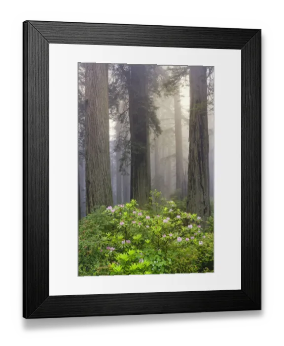 Framed Print : Redwood trees and Pacific Rhododendron in fog, Redwood National Park, California Framed Print : Redwood trees and Pacific Rhododendron in fog, Redwood National Park, California