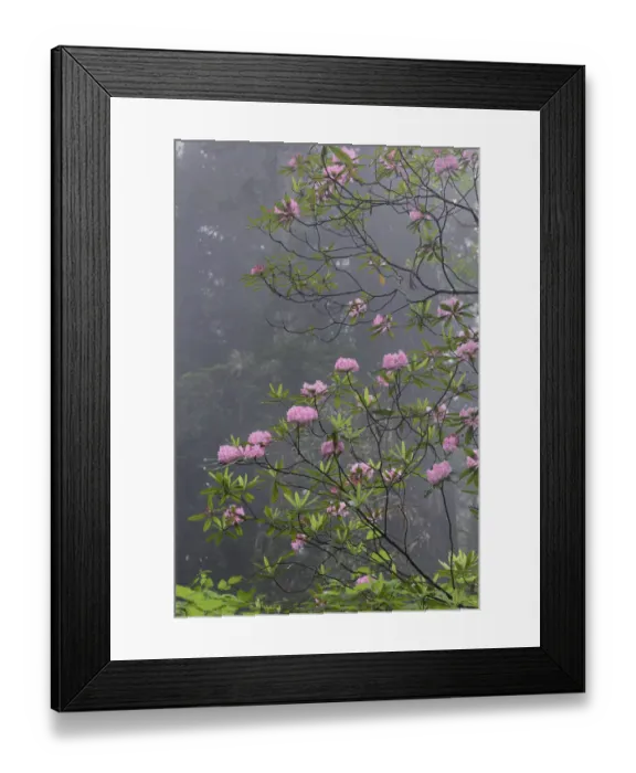 Framed Print : Redwood trees and Pacific Rhododendron in fog, Redwood National Park, California Framed Print : Redwood trees and Pacific Rhododendron in fog, Redwood National Park, California