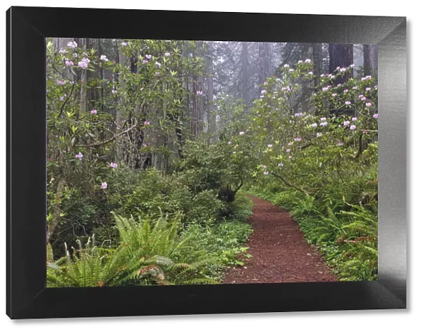 Footpath through Redwood trees and Pacific Rhododendron in fog, Redwood National Park, California, Damnation trail