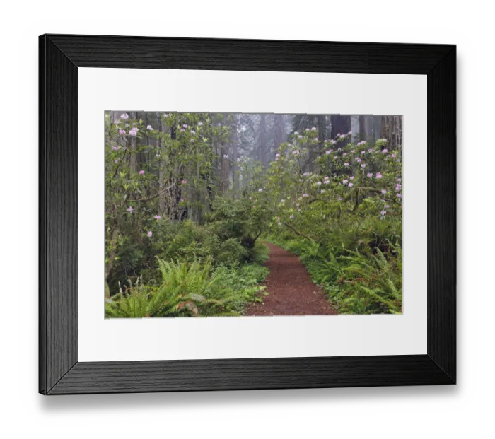 Framed Print : Footpath through Redwood trees and Pacific Rhododendron in fog, Redwood National Park, California, Damnation trail