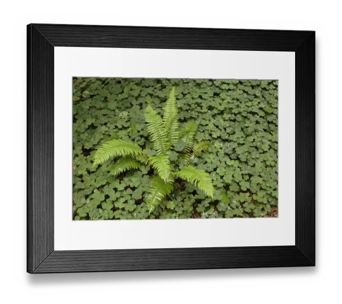 Framed Print : Fern among wood Sorrel. Redwood National Park, California Framed Print : Fern among wood Sorrel. Redwood National Park, California