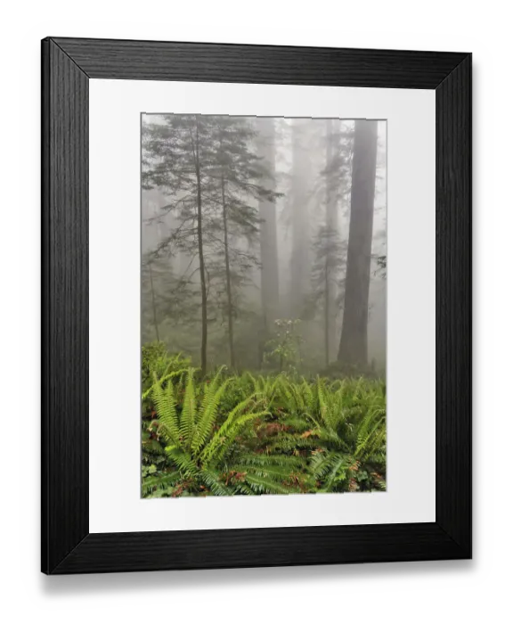 Framed Print : Redwood trees and ferns in fog. Redwood National Park, California Framed Print : Redwood trees and ferns in fog. Redwood National Park, California