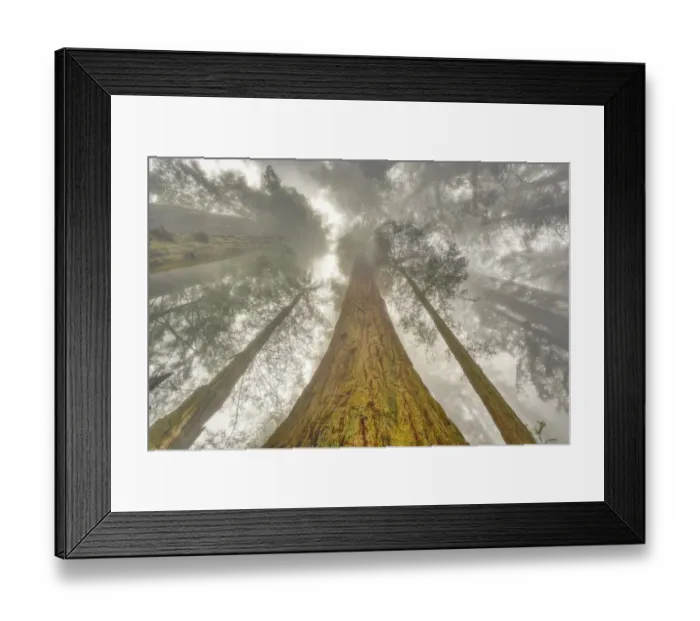 Framed Print : Fisheye view skyward of Redwood trees in fog. Redwood National Park, California
