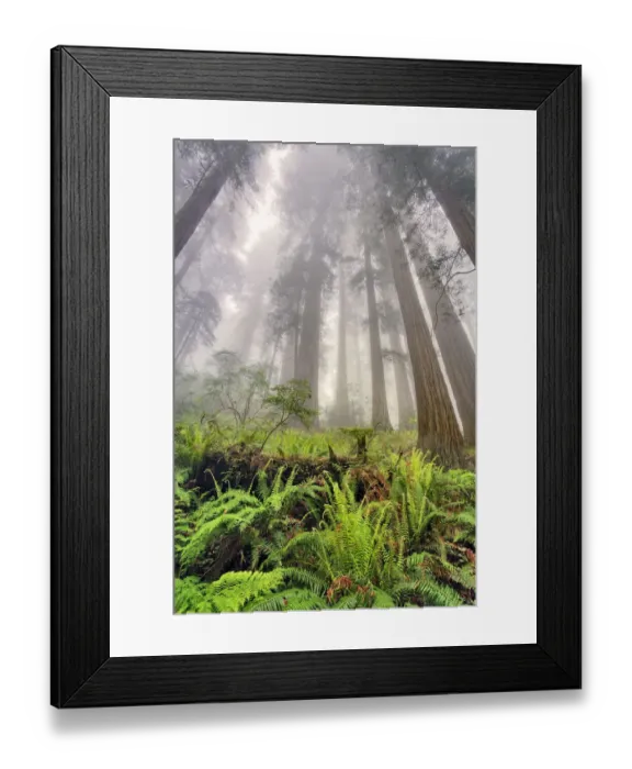 Framed Print : Fisheye view skyward of Redwood trees in fog. Redwood National Park, California Framed Print : Fisheye view skyward of Redwood trees in fog. Redwood National Park, California