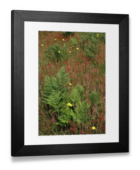 Framed Print : Mixture of flowers, ferns and grasses, Dolason Prairie, Redwood National Park, California Framed Print : Mixture of flowers, ferns and grasses, Dolason Prairie, Redwood National Park, California