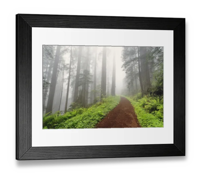 Framed Print : Footpath through Redwood trees in fog. Redwood National Park, California Framed Print : Footpath through Redwood trees in fog. Redwood National Park, California