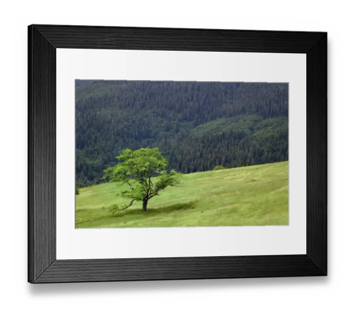 Framed Print : Grasses and trees, Dolason Prairie just off Bald Hills Road, California Framed Print : Grasses and trees, Dolason Prairie just off Bald Hills Road, California