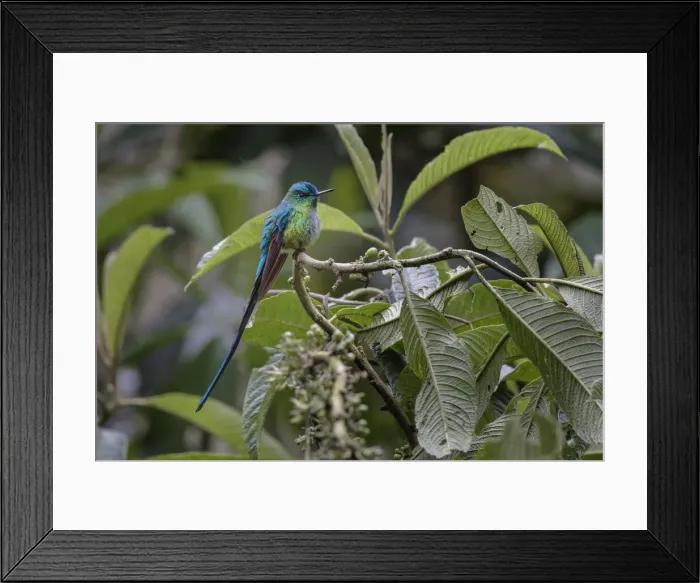 Framed Print : Male Long-tailed sylph, Ecuador Framed Print : Male Long-tailed sylph, Ecuador
