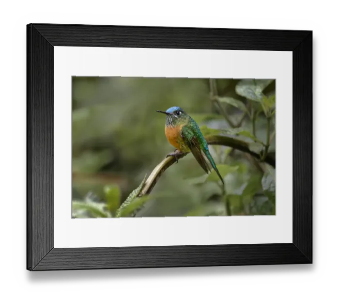 Framed Print : Female Long-tailed sylph, Ecuador Framed Print : Female Long-tailed sylph, Ecuador