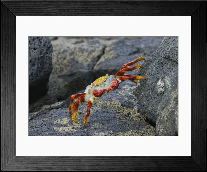 Framed Print : Sally lightfoot crab. Floreana Island, Galapagos Islands, Ecuador Framed Print : Sally lightfoot crab. Floreana Island, Galapagos Islands, Ecuador