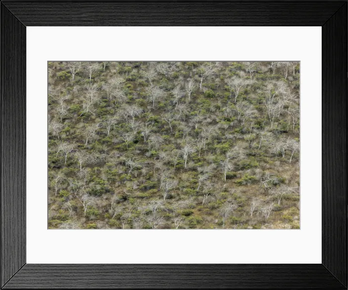 Framed Print : Hillside of palo santo trees. Floreana Island, Galapagos Islands, Ecuador