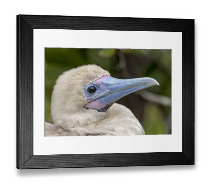 Framed Print : Juvenile Red-footed booby. Genovesa Island, Galapagos Islands, Ecuador