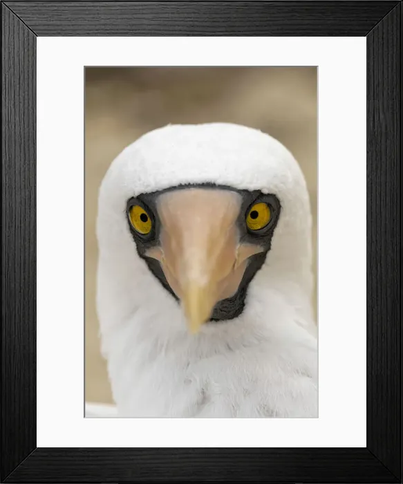 Framed Print : Nazca booby close-up. Genovesa Island, Galapagos Islands, Ecuador