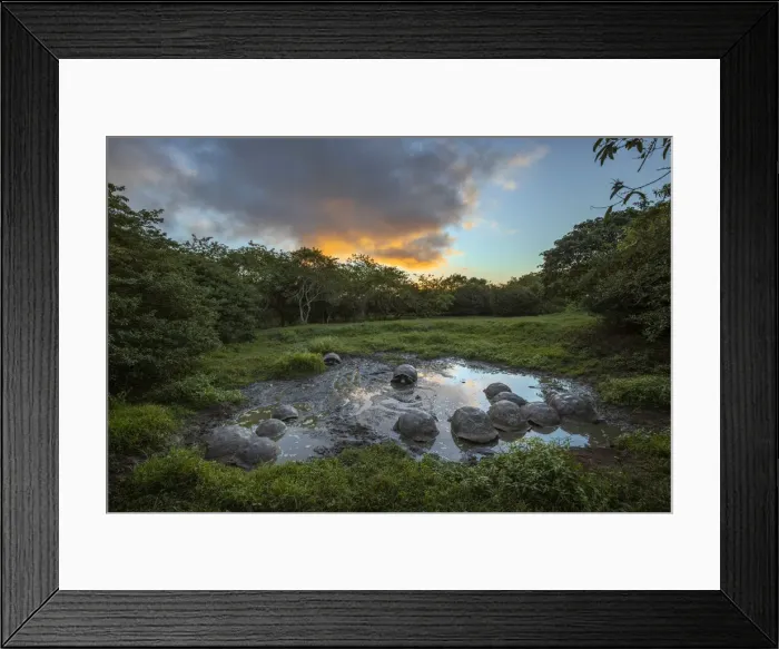Framed Print : Galapagos giant tortoise gathering in small pond at sunset. Genovesa Island, Galapagos Islands, Ecuador