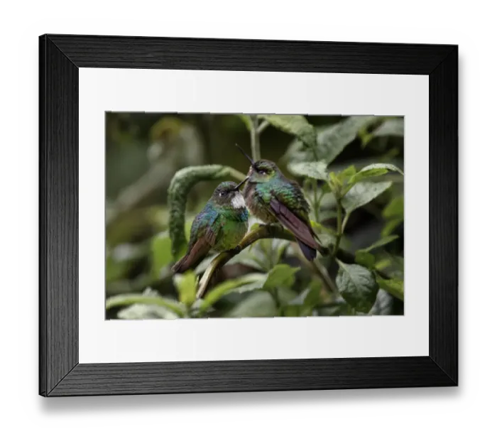 Framed Print : Pair of Green-crowned brilliant, Ecuador Framed Print : Pair of Green-crowned brilliant, Ecuador