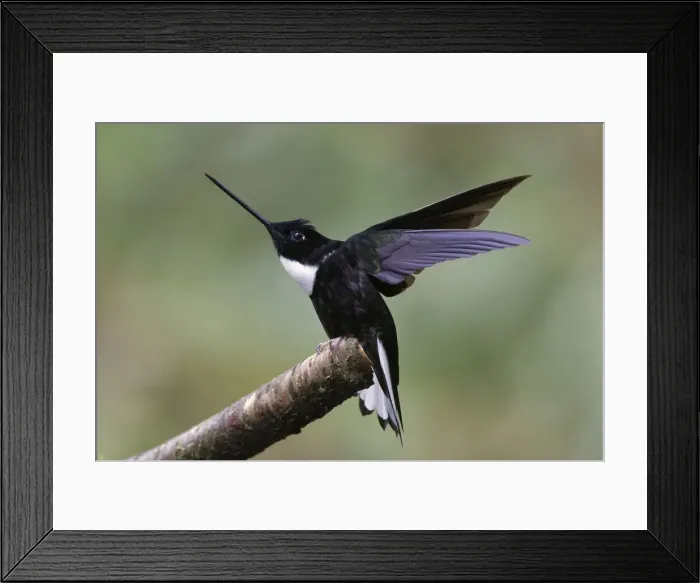 Framed Print : Collared Inca. Ecuador Framed Print : Collared Inca. Ecuador