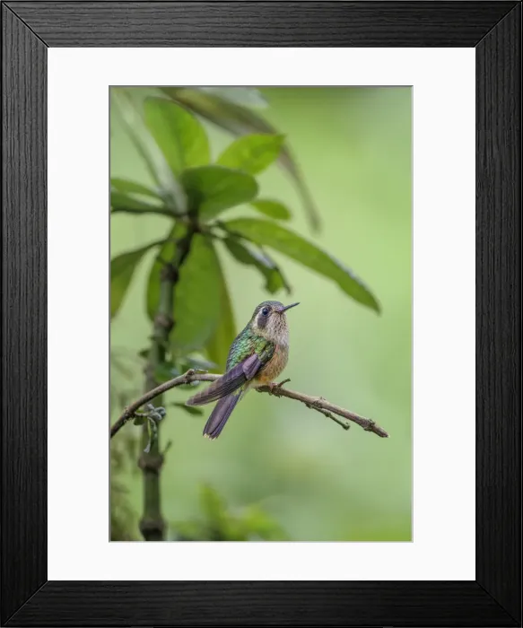 Framed Print : Speckled hummingbird, Ecuador Framed Print : Speckled hummingbird, Ecuador