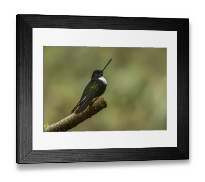 Framed Print : Collared Inca. Ecuador Framed Print : Collared Inca. Ecuador