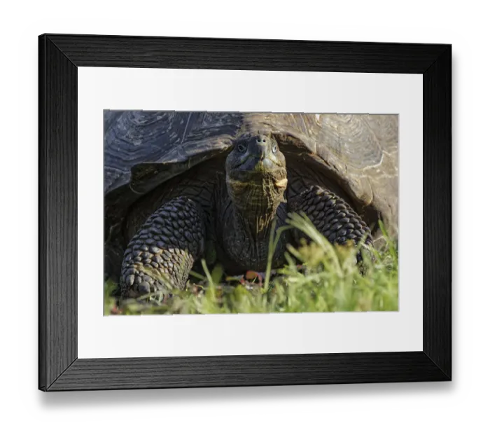 Framed Print : Galapagos giant tortoise. Genovesa Island, Galapagos Islands, Ecuador