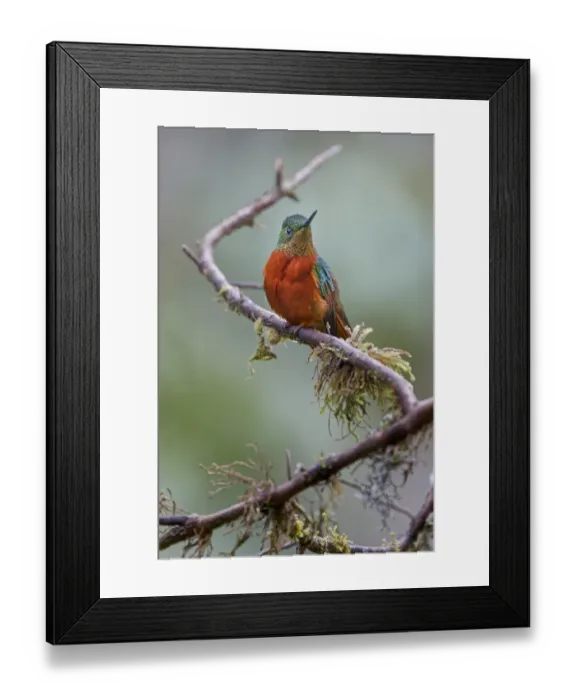 Framed Print : Chestnut-breasted Coronet, Ecuador Framed Print : Chestnut-breasted Coronet, Ecuador