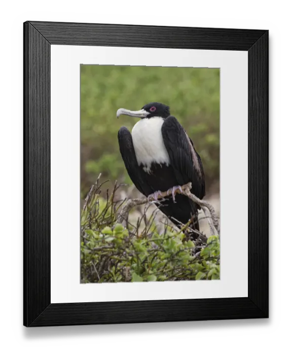 Framed Print : Female Great frigatebird, Genovesa Island, Ecuador Framed Print : Female Great frigatebird, Genovesa Island, Ecuador