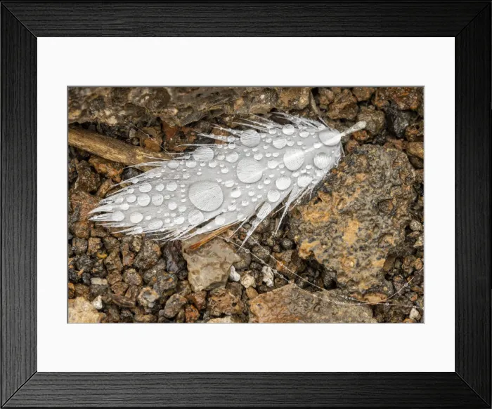 Framed Print : Nazca booby feather on ground with water drops. Genovesa Island, Galapagos Islands, Ecuador Framed Print : Nazca booby feather on ground with water drops. Genovesa Island, Galapagos Islands, Ecuador