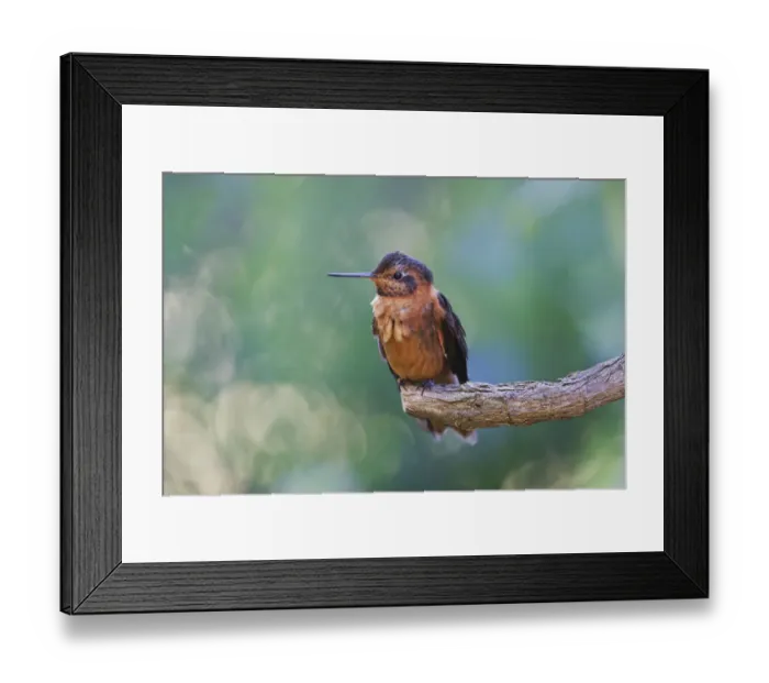 Framed Print : Shining sunbeam, Ecuador