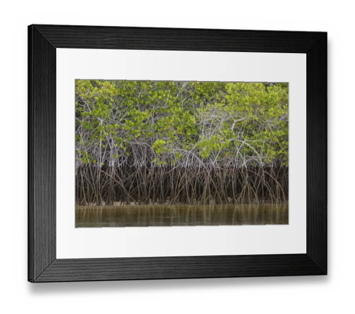 Framed Print : Pattern in roots of red mangroves, Santa Cruz Island, Galapagos Islands, Ecuador Framed Print : Pattern in roots of red mangroves, Santa Cruz Island, Galapagos Islands, Ecuador