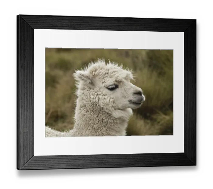 Framed Print : Alpaca, Antisana Ecological Reserve, Ecuador Framed Print : Alpaca, Antisana Ecological Reserve, Ecuador