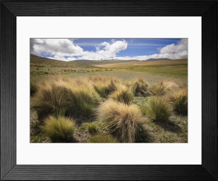 Framed Print : Paramo grass, Antisana Ecological Reserve, Ecuador Framed Print : Paramo grass, Antisana Ecological Reserve, Ecuador