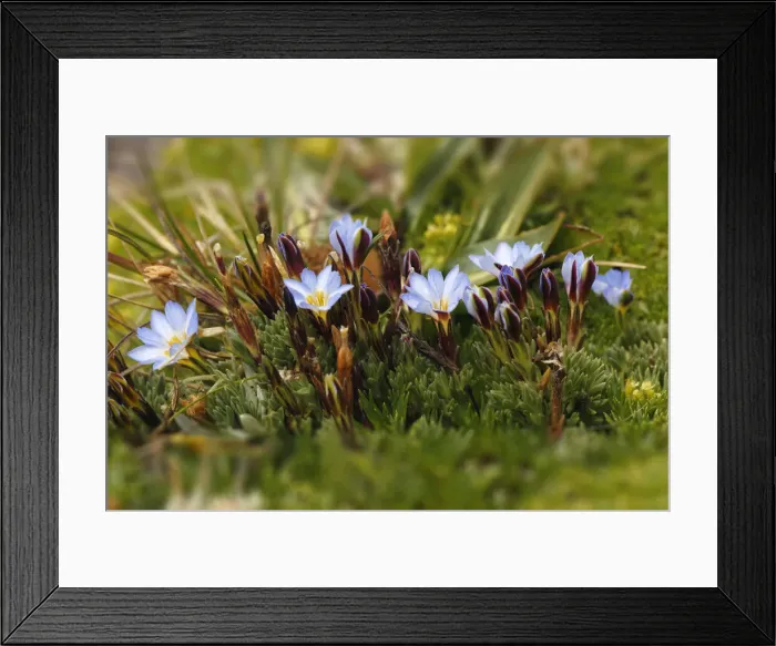 Framed Print : Ground cover, Antisana Ecological Reserve, Ecuador