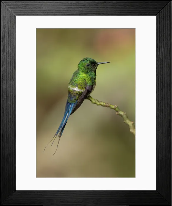 Framed Print : Green Thorntail hummingbird perched on plant, Costa Rica Framed Print : Green Thorntail hummingbird perched on plant, Costa Rica