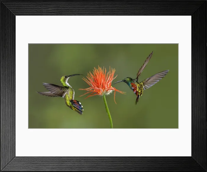 Framed Print : Male and female Green breasted Mango hummingbirds flying, Costa Rica Framed Print : Male and female Green breasted Mango hummingbirds flying, Costa Rica