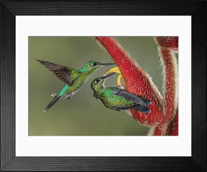 Framed Print : Green Crowned Brilliant hummingbird, Costa Rica