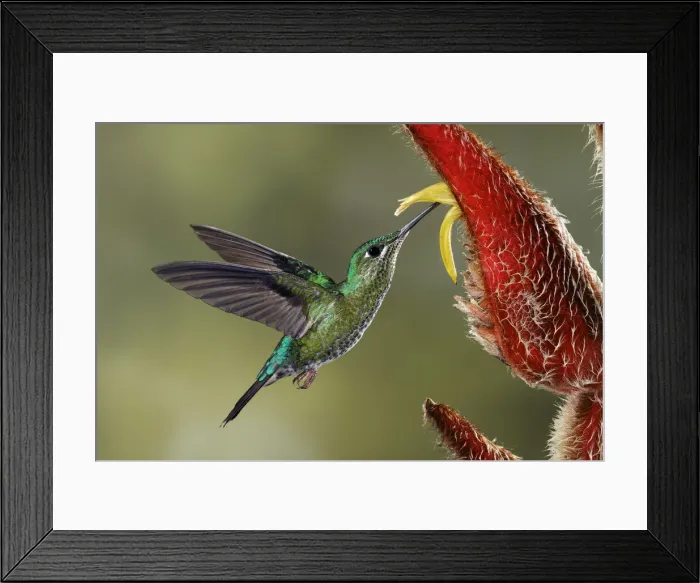 Framed Print : Green Crowned Brilliant hummingbird, Costa Rica Framed Print : Green Crowned Brilliant hummingbird, Costa Rica
